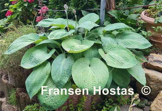Hosta Paradise Ocean