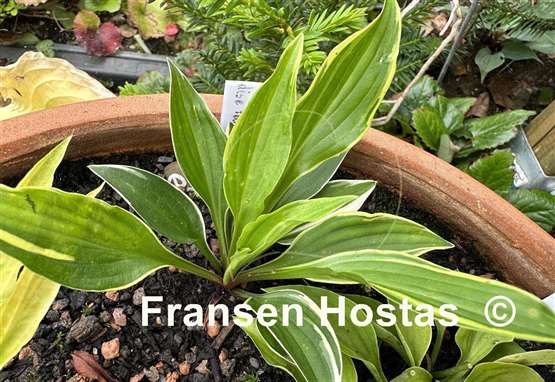 Hosta Paradise Parade