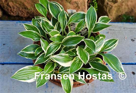 Hosta Paradise Parade