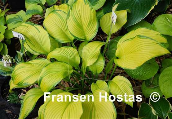 Hosta Paradise Power