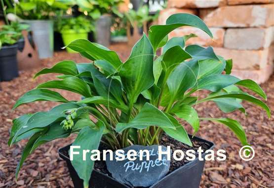 Hosta Paradise Puppet