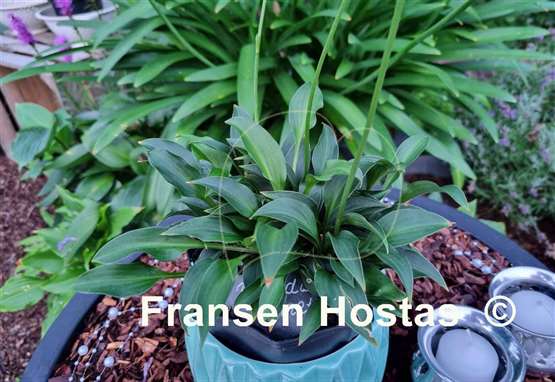 Hosta Paradise Puppet