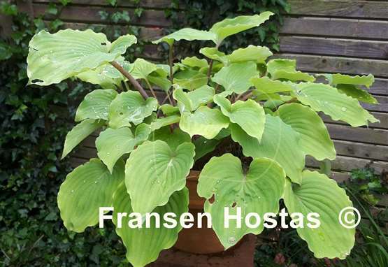 Hosta Paradise Red Delight