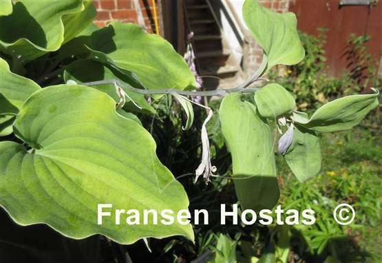 Hosta Paradise Red Delight