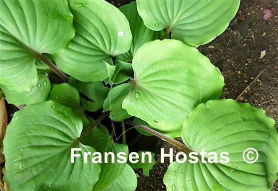 Hosta Paradise Red Delight