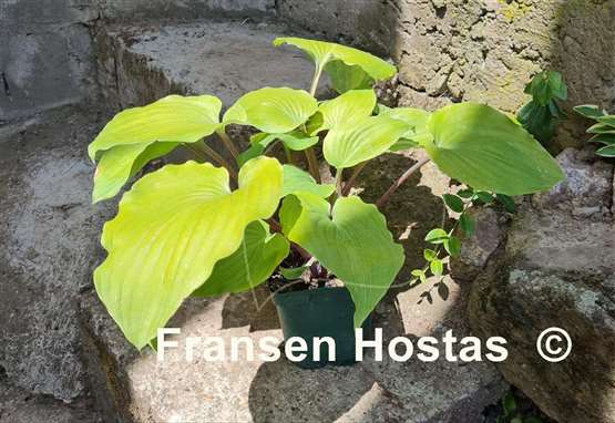 Hosta Paradise Red Delight