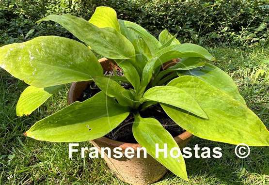 Hosta Paradise Road