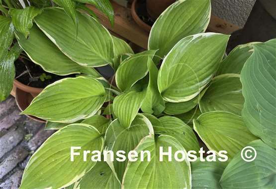 Hosta Paradise Standard