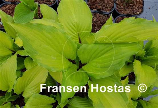 Hosta Paradise Star
