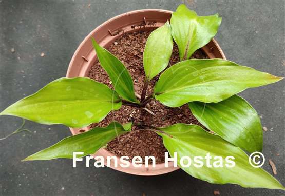 Hosta Paradise Star