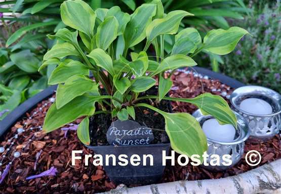 Hosta Paradise Sunset