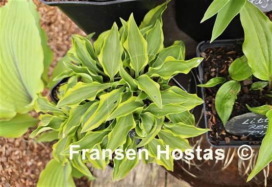 Hosta Paradise Sunset