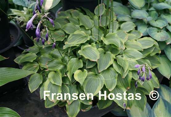 Hosta Paradise Sunset