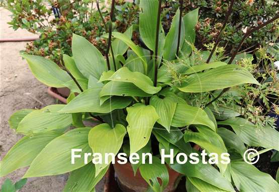 Hosta Paradise Tomatillo