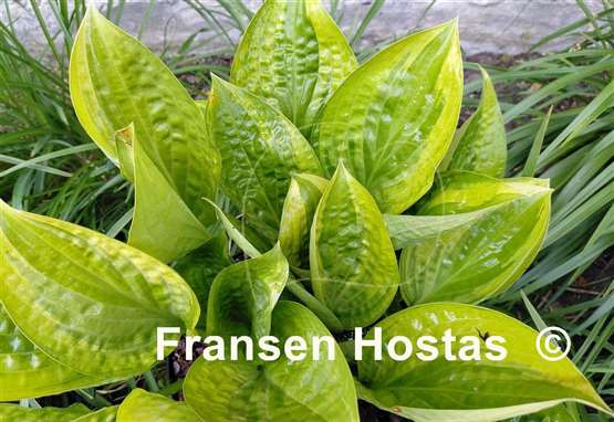 Hosta Paradise Uplands