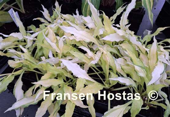 Hosta Paradise Wiggles