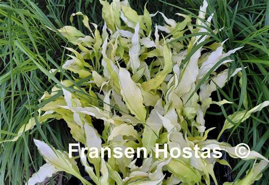 Hosta Paradise Wiggles