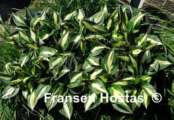 Hosta Paradise on Fire