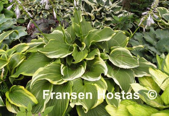 Hosta Paradise Backstage
