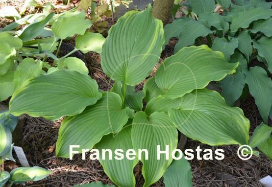 Hosta Paradise Backstage