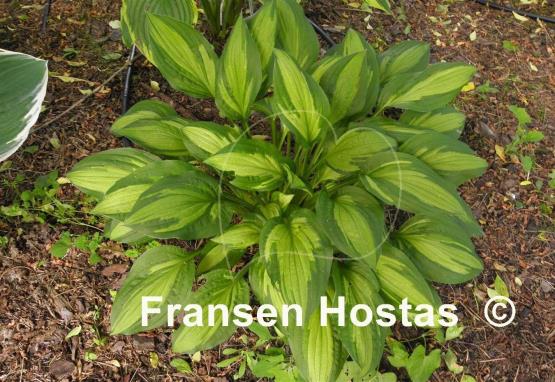 Hosta Paradise Beach