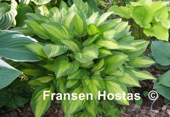 Hosta Paradise Beach