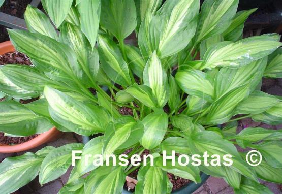Hosta Paradise Beach