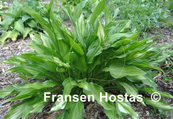 Hosta Paradise Beach