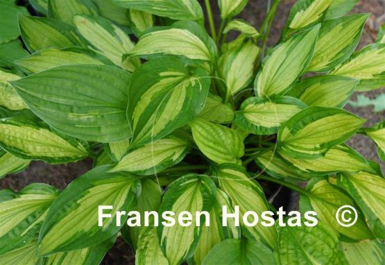 Hosta Paradise Beach