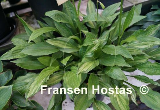 Hosta Paradise Beach