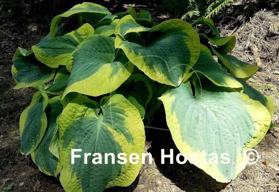 Hosta Paradise Expectations