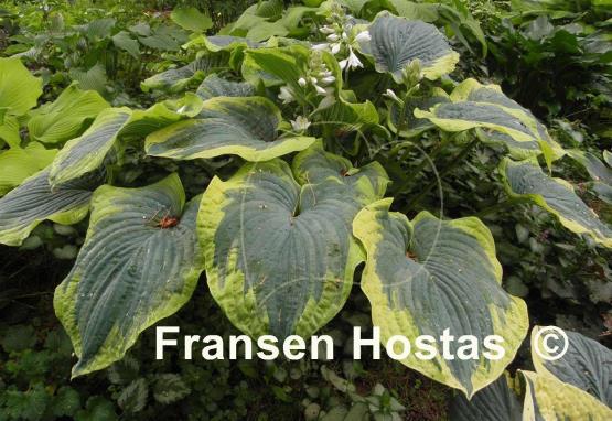 Hosta Paradise Expectations
