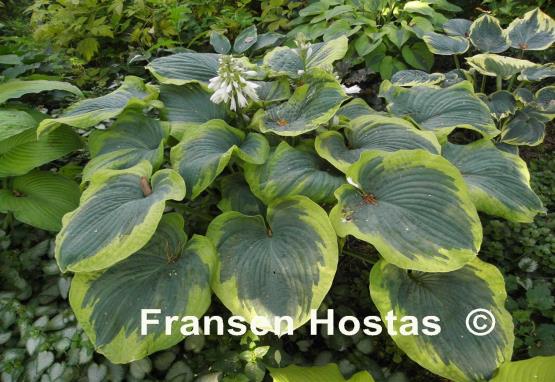 Hosta%20Paradise-Expectations-photo-made-by-Ela-Janoszuk-41.jpg