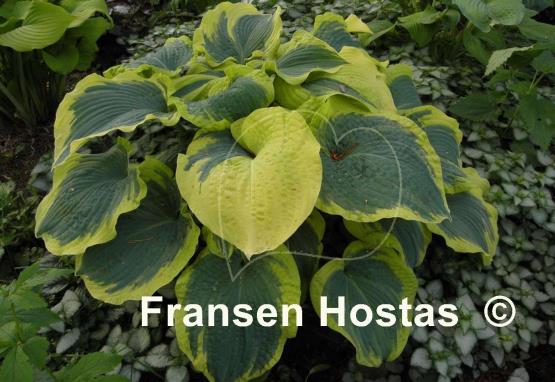 Hosta Paradise Expectations