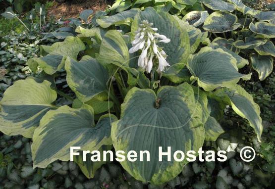 Hosta Paradise Expectations