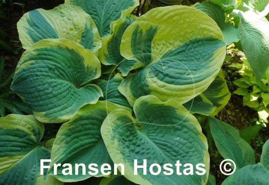 Hosta Paradise Expectations