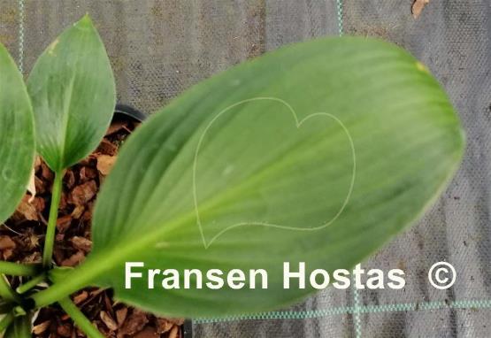 Hosta Paradise Glimmer