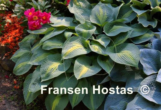 Hosta Paradise Glory