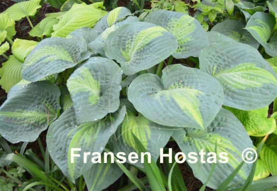 Hosta Paradise Glory