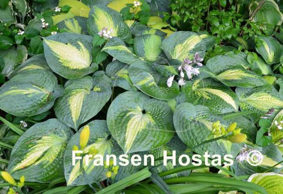 Hosta Paradise Glory