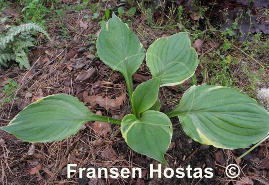 Hosta Paradise Gold Line