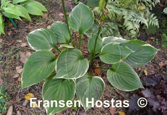 Hosta Paradise Gold Line