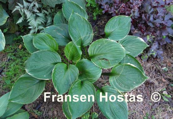 Hosta Paradise Gold Line