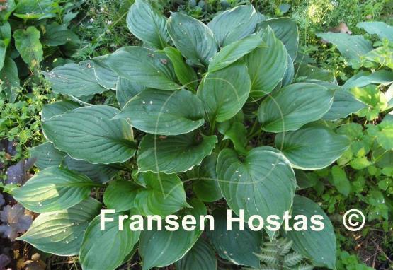 Hosta Paradise Gold Line