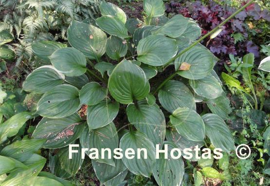 Hosta Paradise Gold Line
