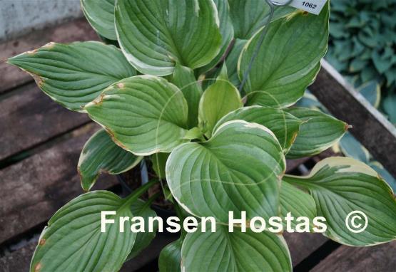 Hosta Paradise Gold Line