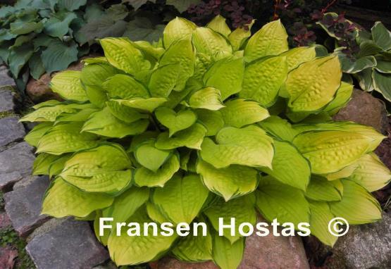 Hosta Paradise Island