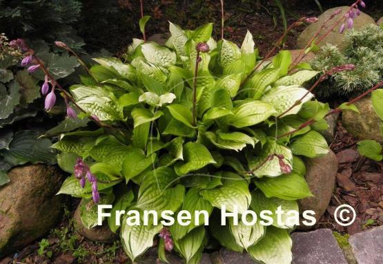 Hosta Paradise Island