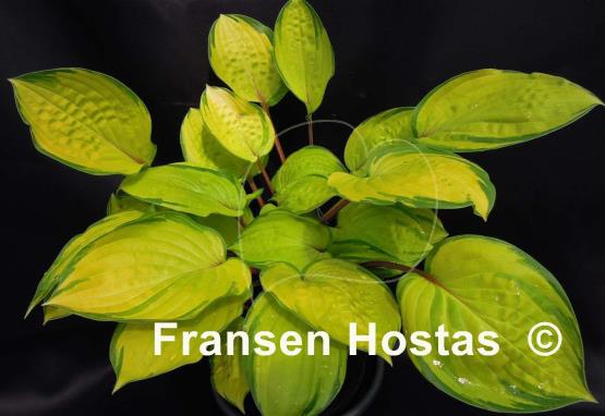 Hosta Paradise Island