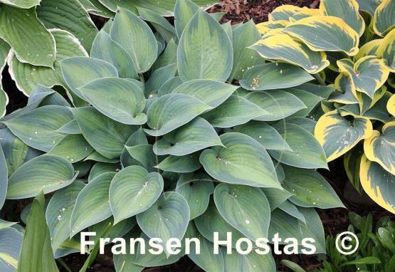 Hosta Paradise Joyce